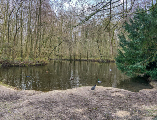 Tangebeekbos Grimbergen