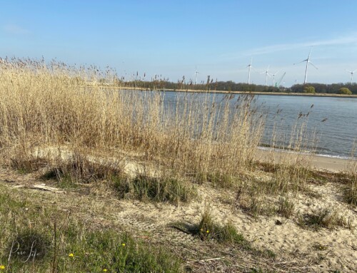 La plage de Sint Anneke à Anvers