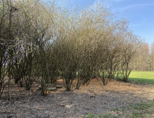 Lintbos à Grimbergen