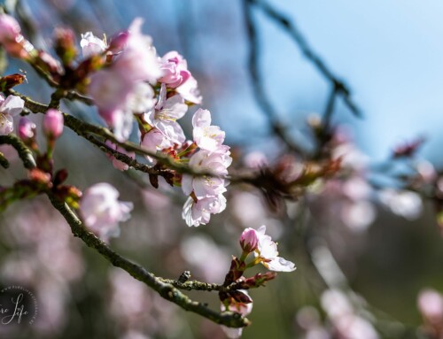 Nationale Plantentuin te Meise