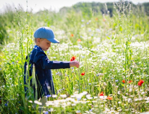 Wilde bloemen in Vilvoorde