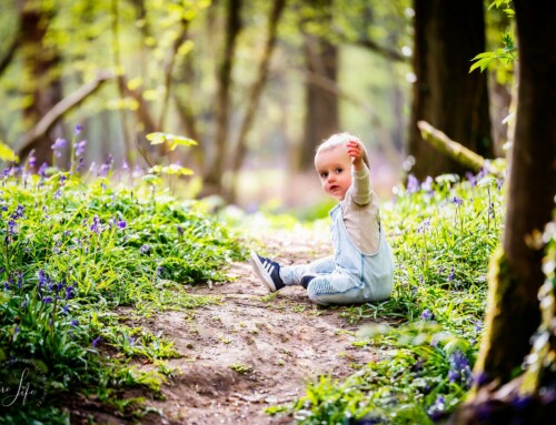 Hyacinten in het Kravaalbos, Asse