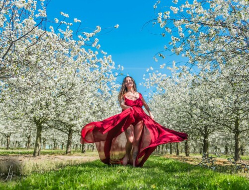 De mooiste plek voor de lentebloesems – Sint-Truiden